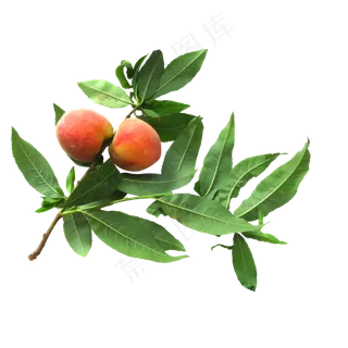夏季新鲜桃子,免抠元素 夏季新鲜桃子,免抠元素