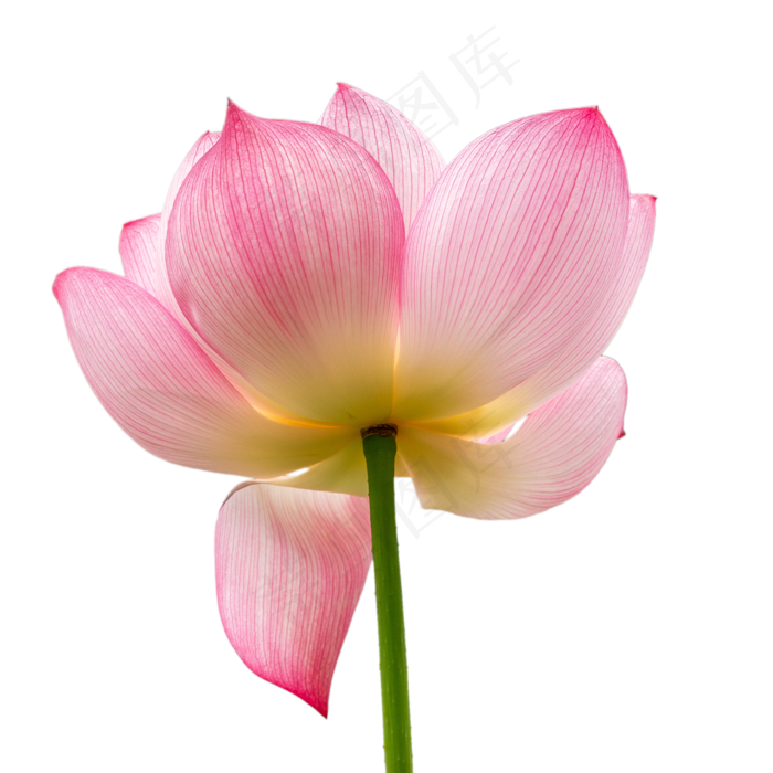 夏日荷花(2000*2000px 300 dpi )