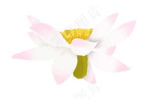 一朵荷花