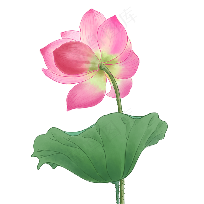 中国风荷花水彩画