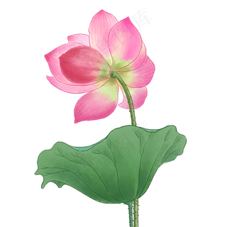 中国风荷花水彩画