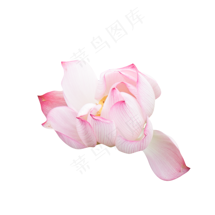 凋落的荷花(5679X2000(DPI:300))