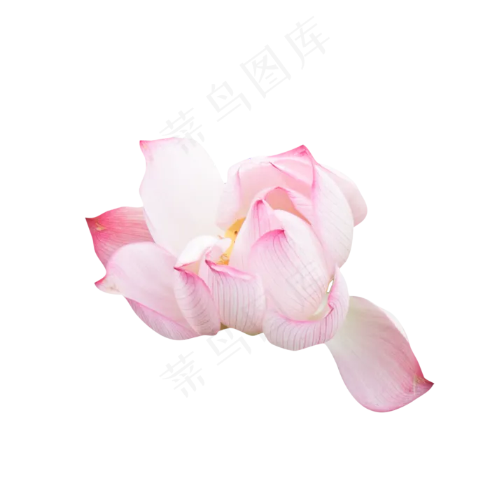 凋落的荷花(5679X2000(DPI:300))