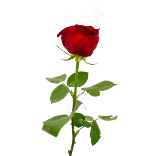 一枝红色玫瑰
