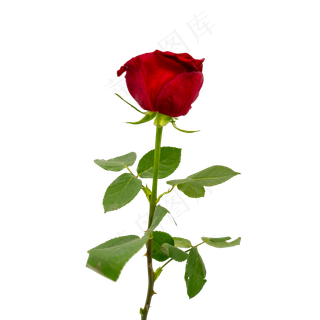 一枝红色玫瑰
