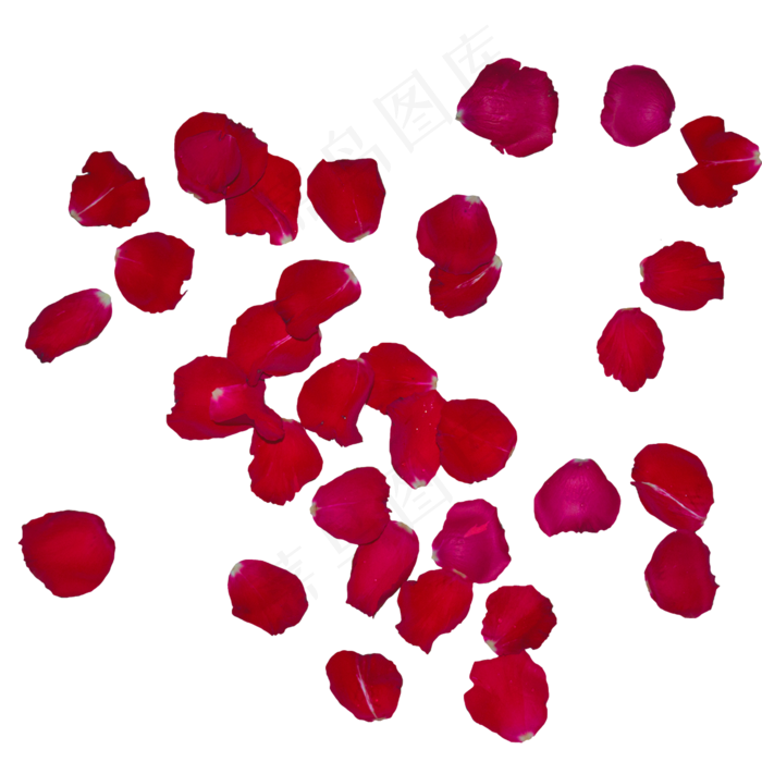 实拍红色玫瑰花瓣
