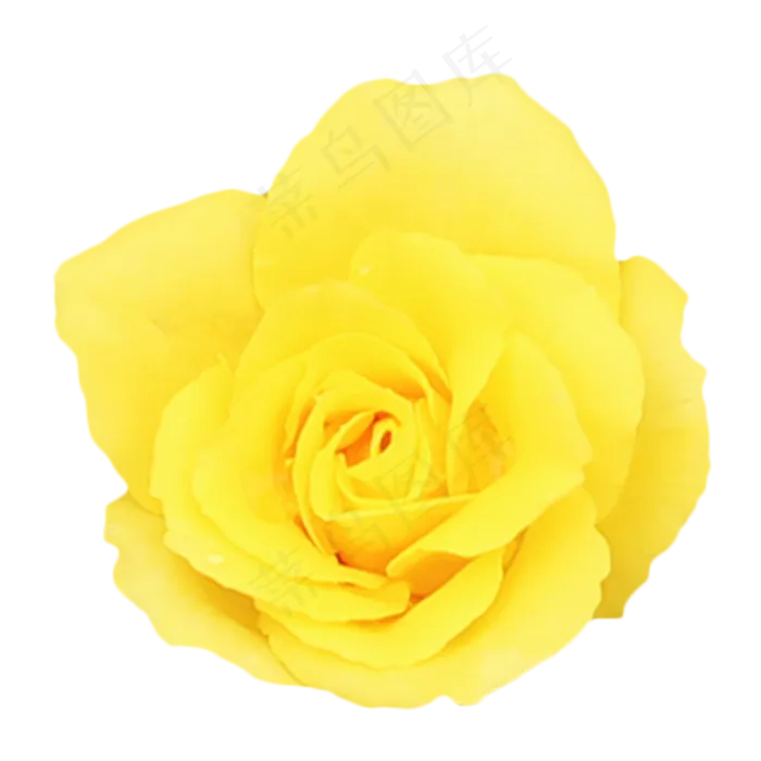 黄色玫瑰花(2333*2333px 300 dpi )