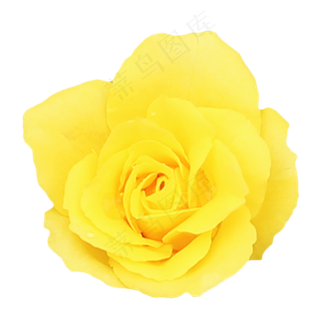 黄色玫瑰花