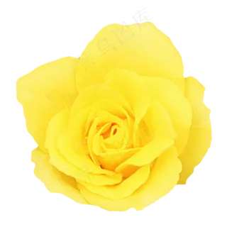 黄色玫瑰花