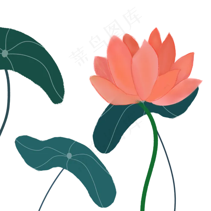 彩色植物荷花元素(2000X2000(DPI:300))psd模版下载