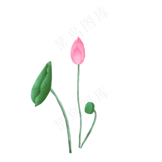 精致夏季荷花荷叶