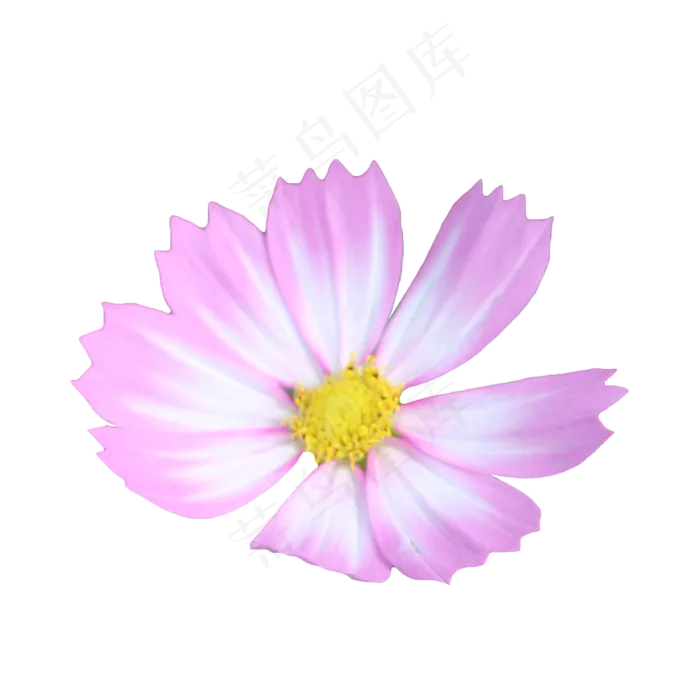 鲜花格桑花(5191X2728(DPI:300))