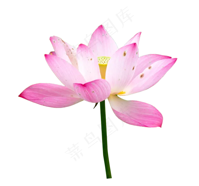 粉色荷花花枝(3332*3115px 300 dpi )