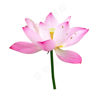 粉色荷花花枝 粉色荷花花枝
