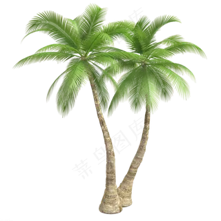 高大的椰子树,免抠元素