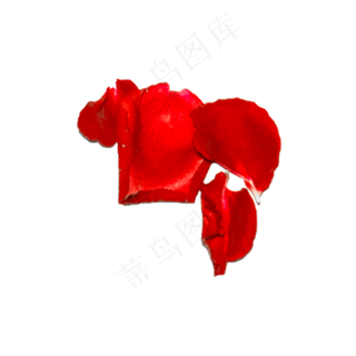 玫瑰花瓣实拍（png免抠）