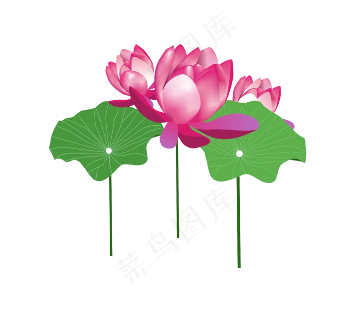 夏季元素精致细节的荷花荷叶素材(4634*4224px 300 dpi )ai矢量模版下载