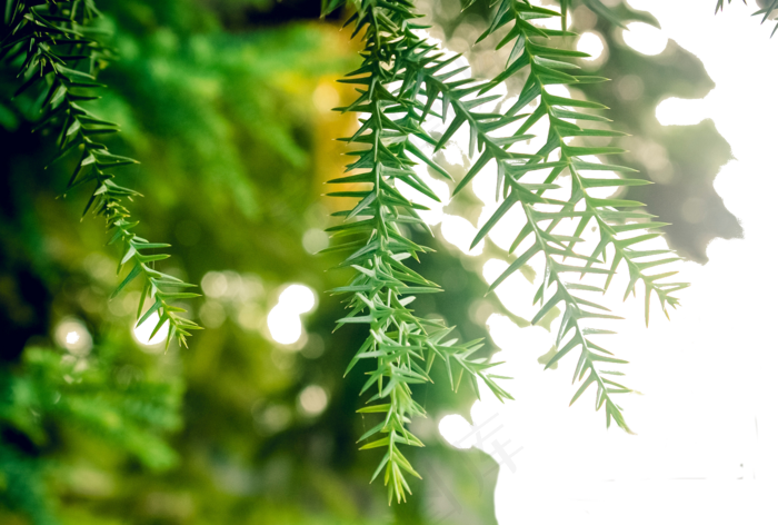 翠绿的小树芽嫩嫩的