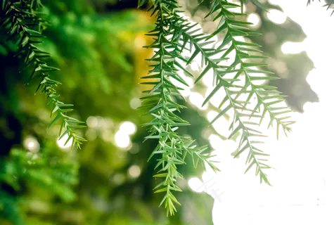 翠绿的小树芽嫩嫩的