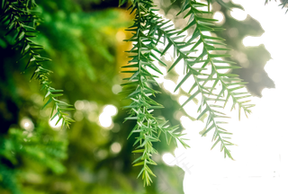 翠绿的小树芽嫩嫩的