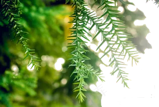 翠绿的小树芽嫩嫩的