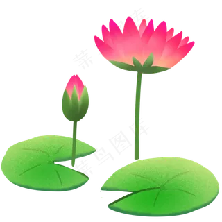 夏至植物荷叶荷花