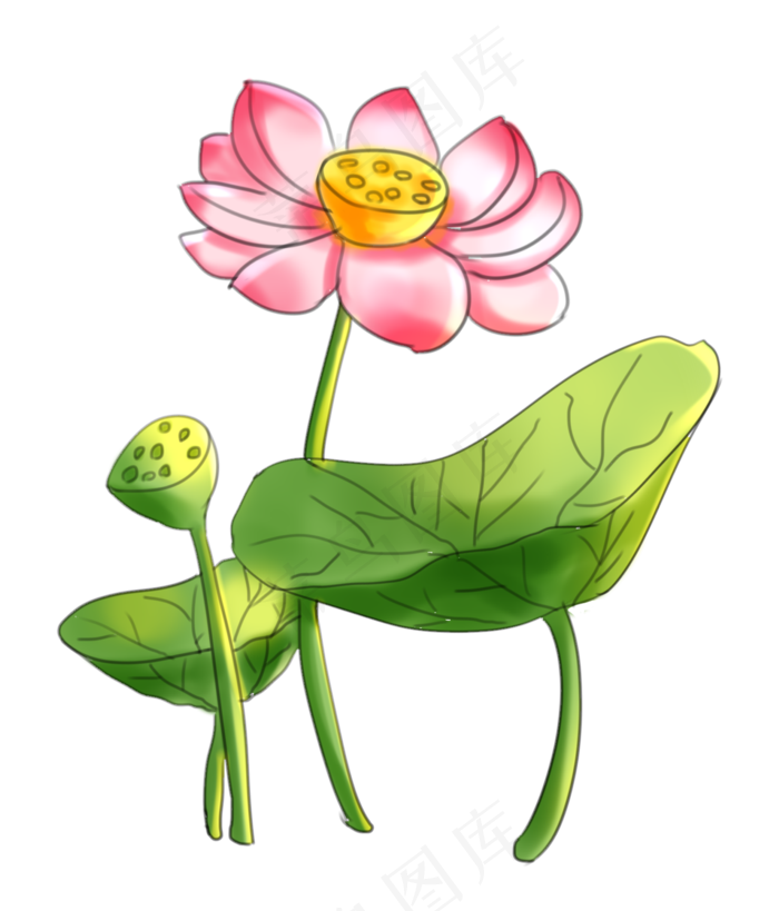 盛开荷花卡通插画