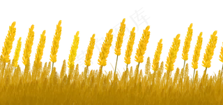 麦田稻田丰收,免抠元素