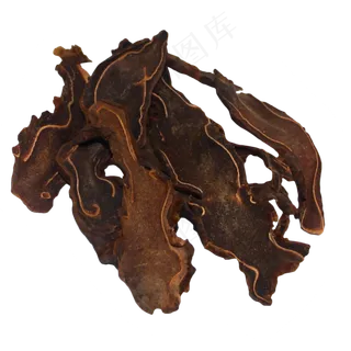 金毛狗中药药材,免抠元素