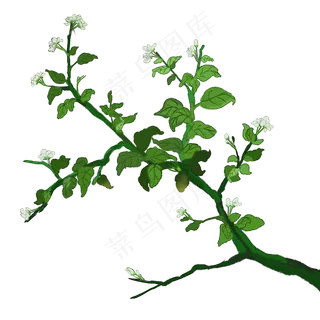 水彩茉莉花枝