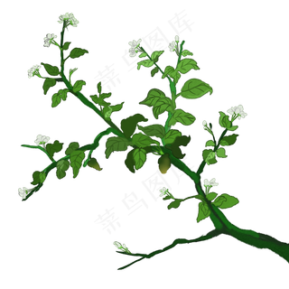 水彩茉莉花枝