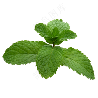 薄荷叶子,免抠元素