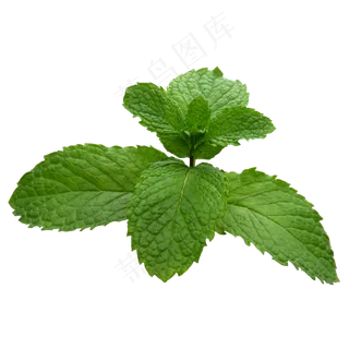 薄荷叶子,免抠元素