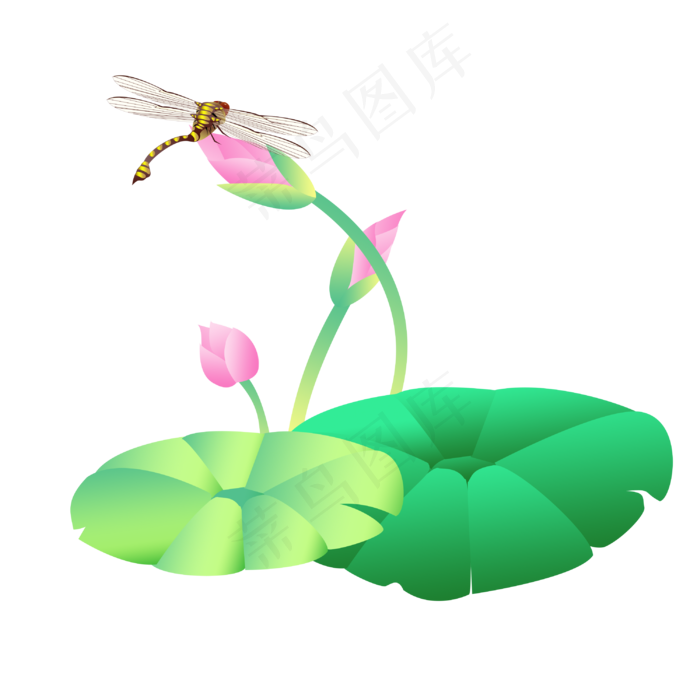 小蜻蜓荷花花苞