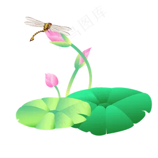 小蜻蜓荷花花苞