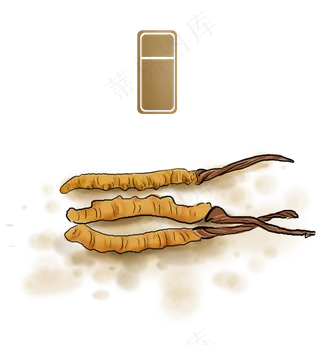 中药青藏特产冬虫夏草