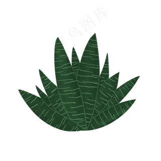 深绿色虎皮纹绿植