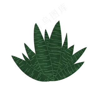 深绿色虎皮纹绿植