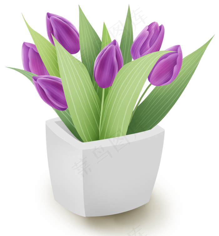 紫色郁金香家庭盆栽