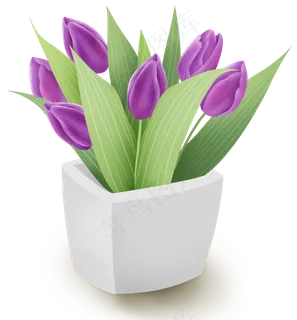 紫色郁金香家庭盆栽