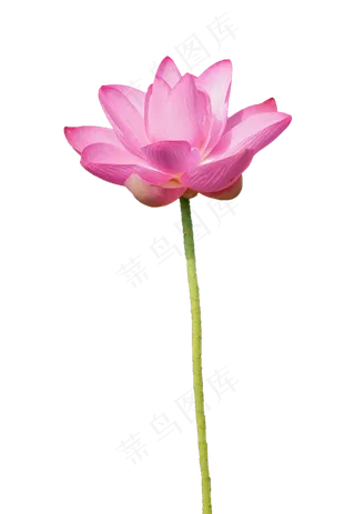 粉色美丽荷花