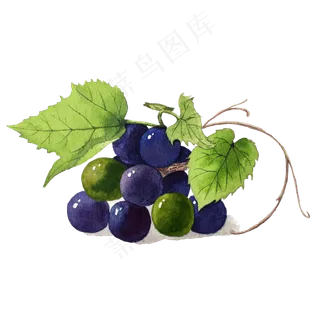 紫色葡萄黑美人提子PNG水果鲜果