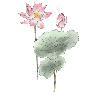 夏日荷花荷叶png素材