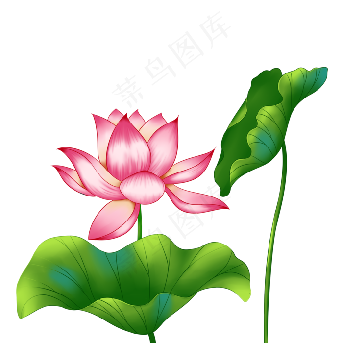 春季荷花莲花一株莲花合叶子