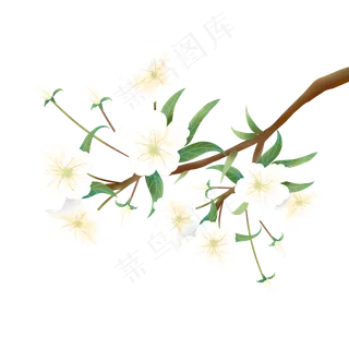 春天盛开的梨花