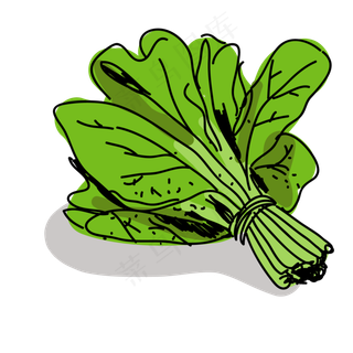 手绘菠菜速写PNG