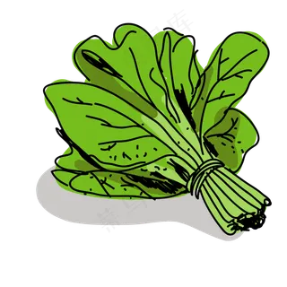手绘菠菜速写PNG