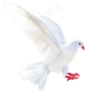 一只和平鸽