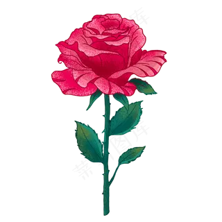 红色玫瑰花