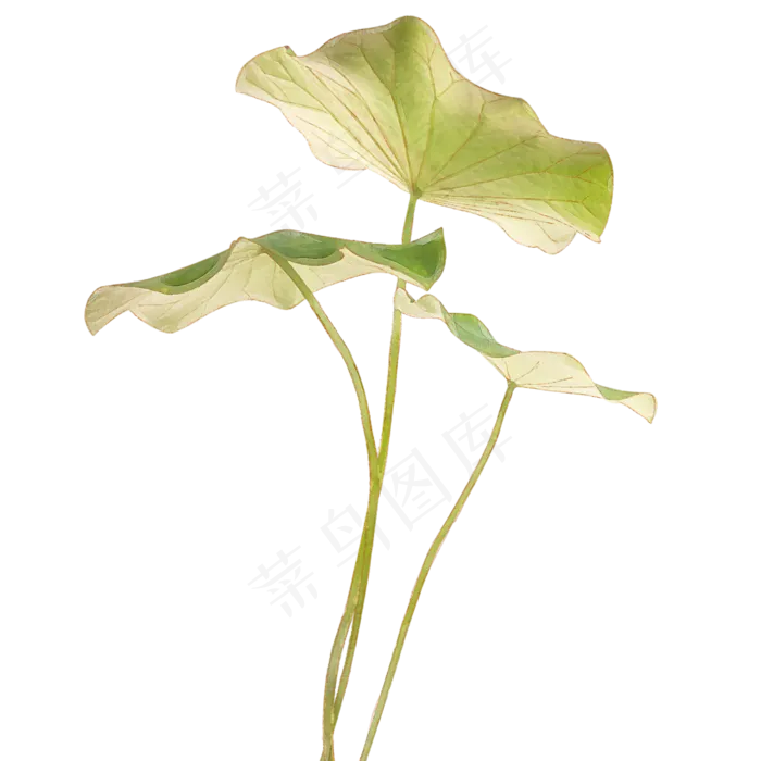 手绘荷叶和蜻蜓,免抠元素(1500*1500px 72 dpi )psd模版下载